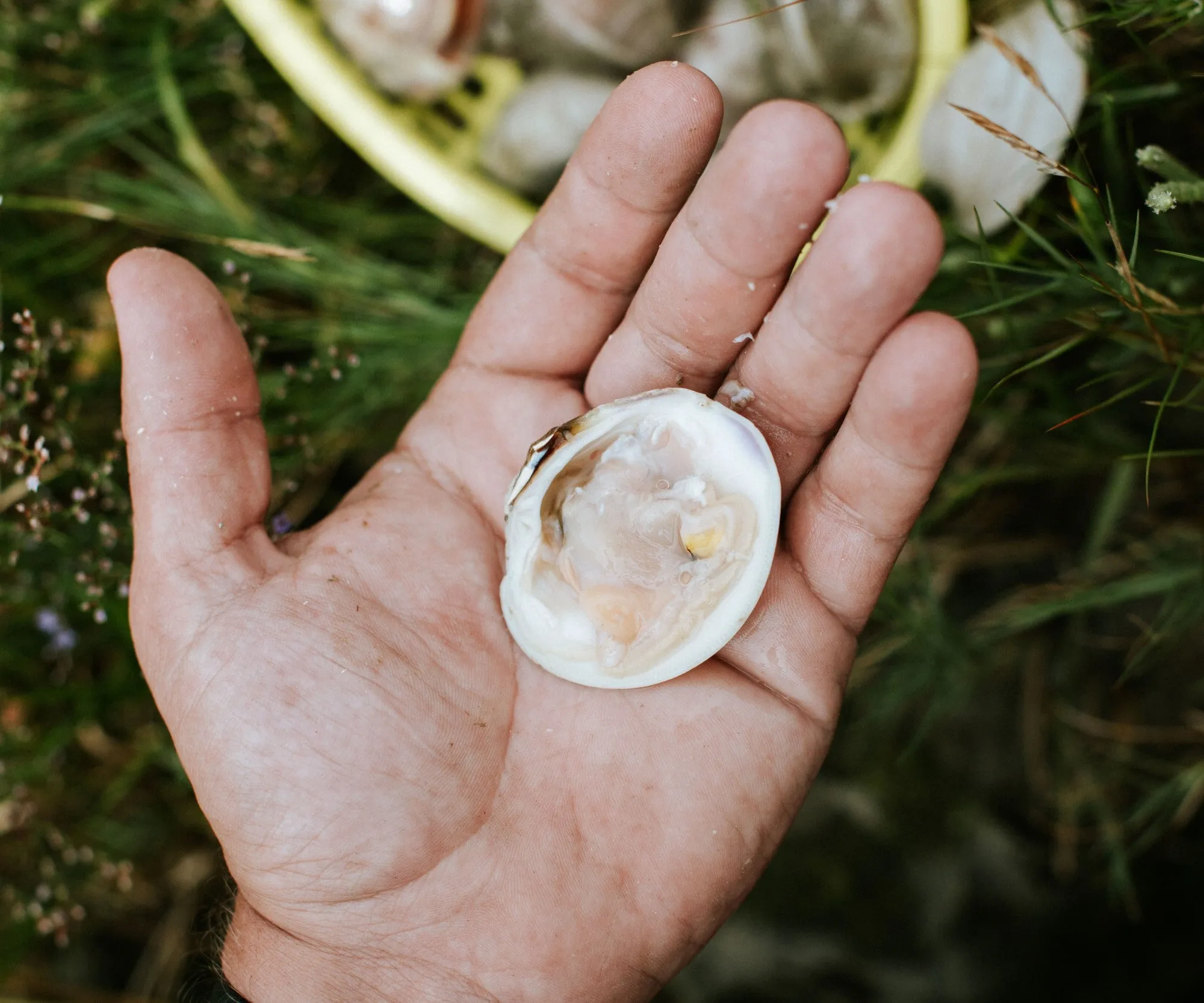 Skip's Littleneck Clams from Duxbury, MA