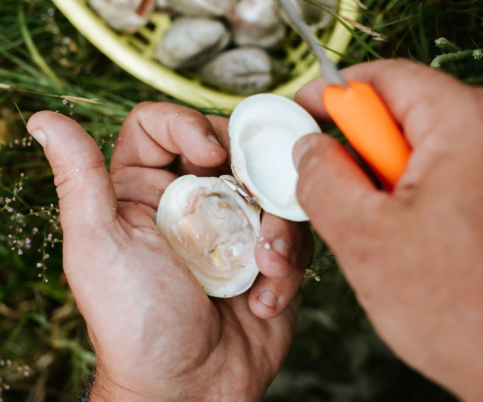 Skip's Littleneck Clams from Duxbury, MA